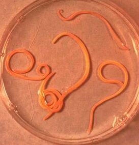 Parasites de l'homme ascaride